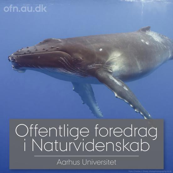 Hval i havet