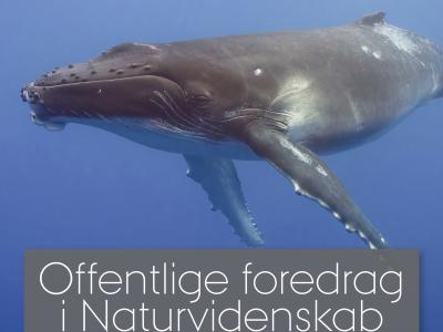 Hval i havet